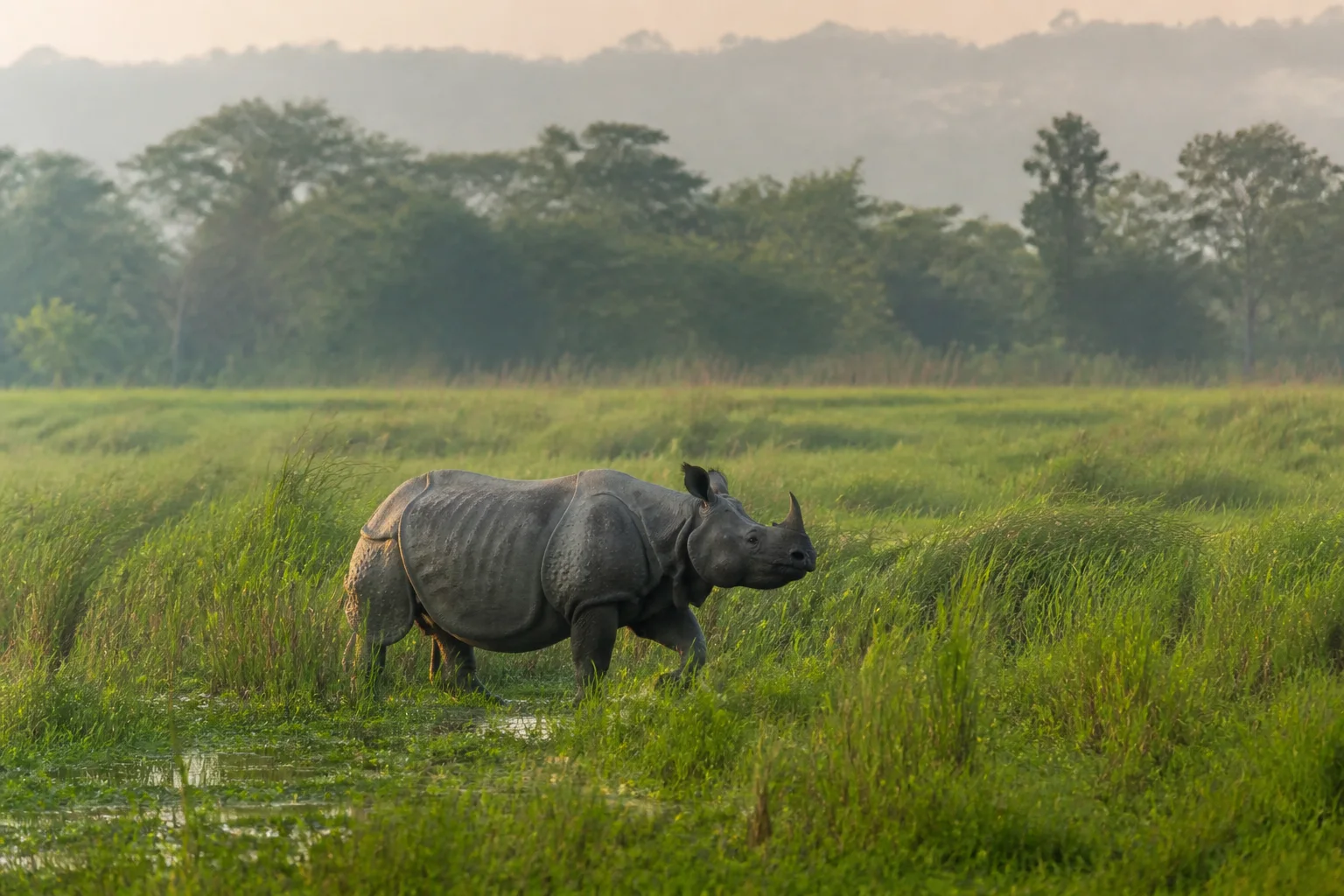 A greater one-horned rhinoceros crossing wet grassland