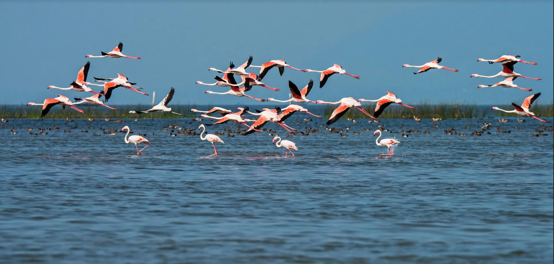 Boats crossing the broad blue waters of Chilika Lake in Odisha