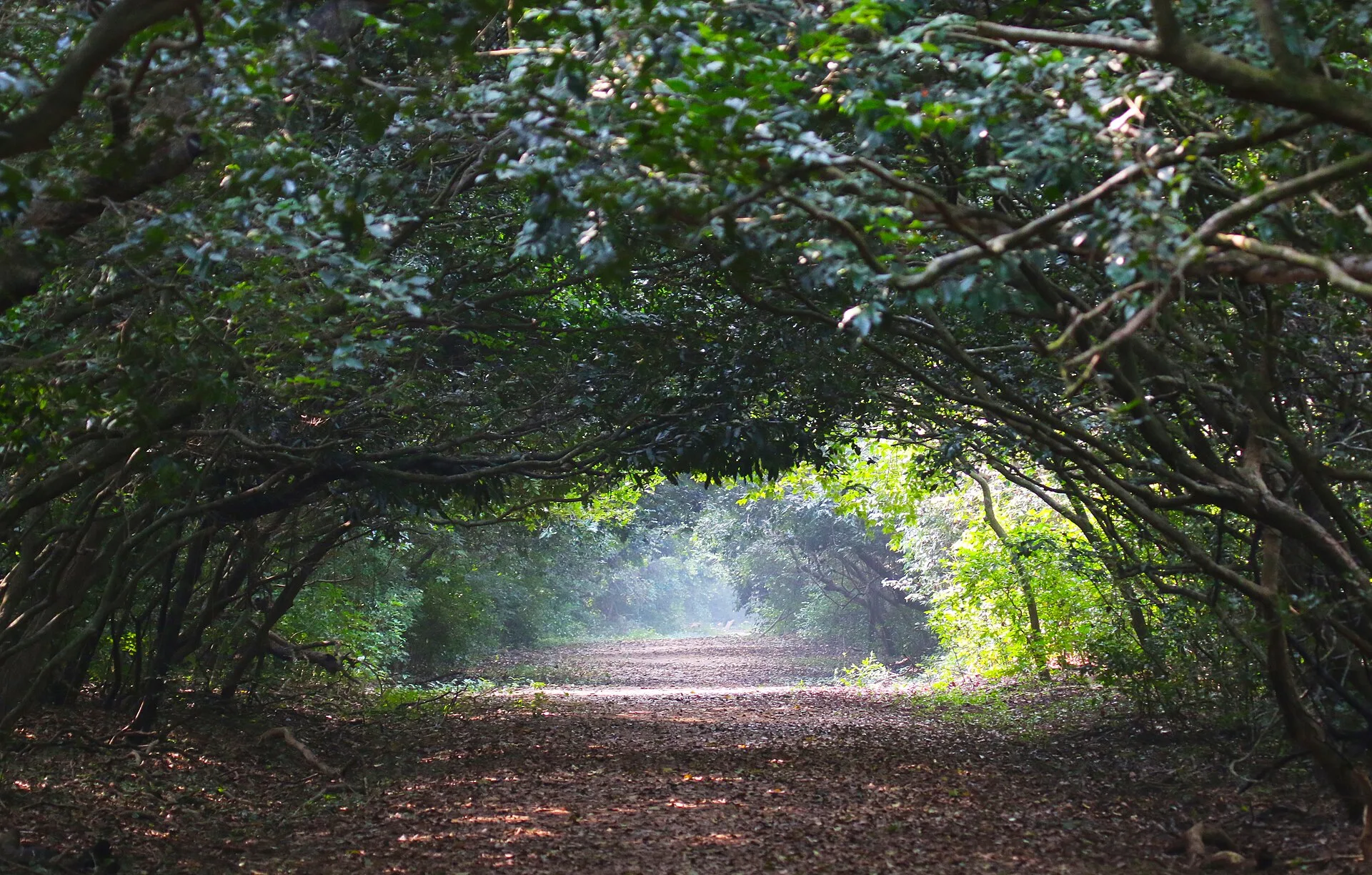Bhitarkanika mangroves Odisha, selected for the Eastern Nature Tour journey
