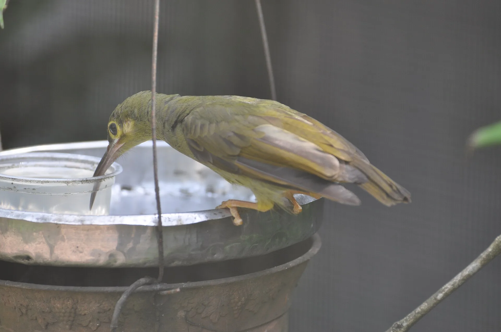 Singapore tropical bird park, selected for the Singapore Delight journey