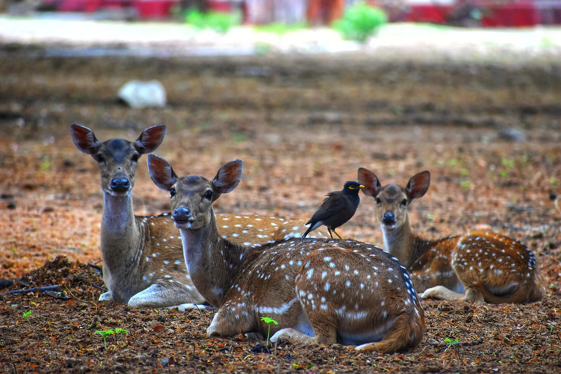Koneswaram Temple Trincomalee Sri Lanka, selected for the Sri Lanka Tour-II - Shankari Devi journey
