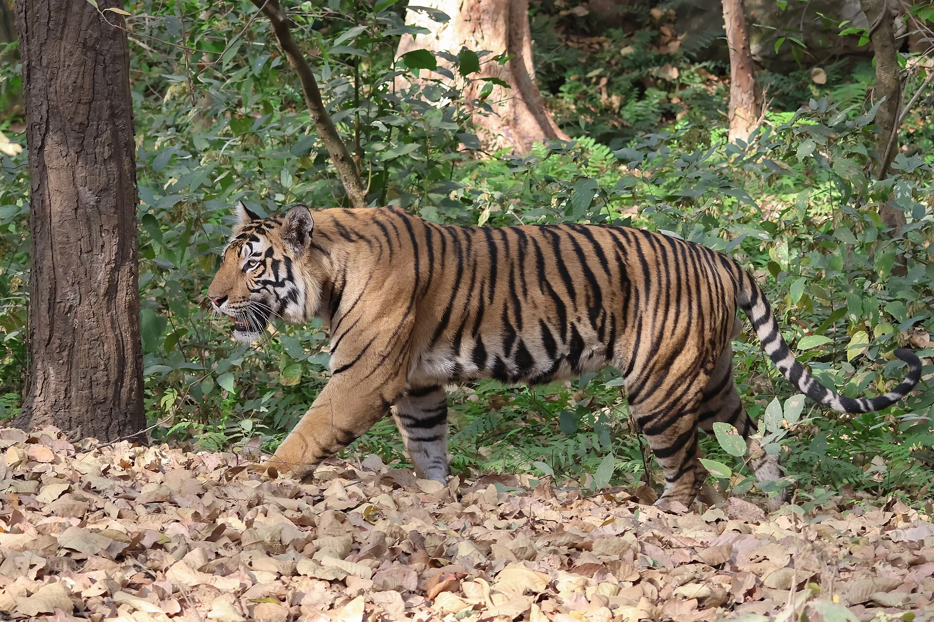 Bandhavgarh tiger India, selected for the Central Wildlife Tour I journey