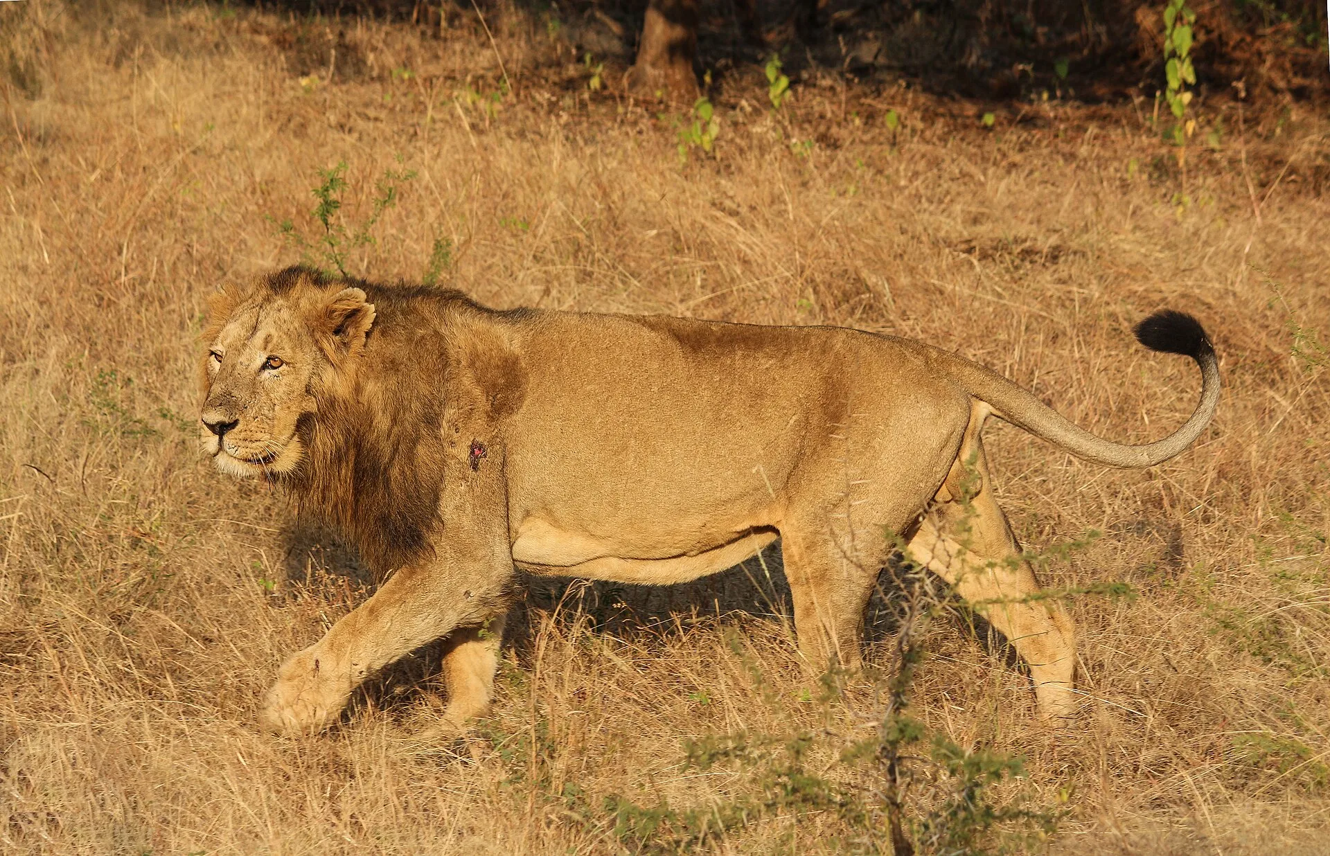 Gir lion Gujarat India, selected for the Gujarat Wildlife Tour journey
