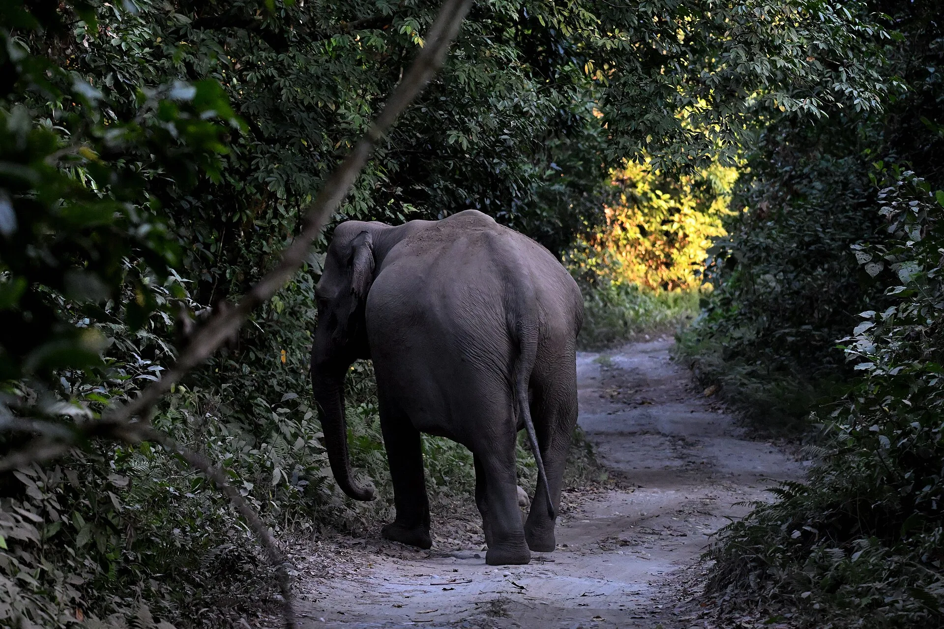 Manas National Park Assam, selected for the North East Wildlife Tour journey